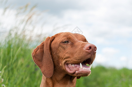 Vizsla Dog匈牙利指针犬类宠物场地图片