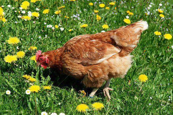 汉内农家院羽毛小鸡公鸡环境动物鸟类农业母鸡农场图片