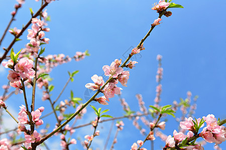 日本樱花之花图片