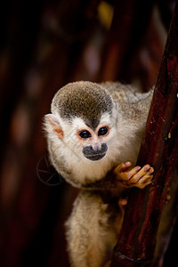 松猴野生动物灵长类动物猴子图片