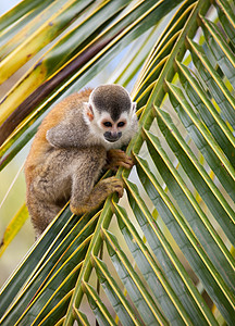松猴灵长类猴子野生动物动物图片