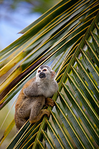 松猴野生动物动物灵长类猴子图片