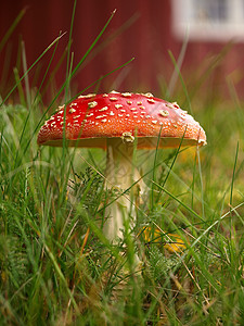 东都日光叶子季节魔法草地公园生物生长森林药品图片