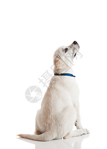 拉布拉多检索小狗水平动物褐色猎犬奶油工作室宠物白色犬类说谎图片