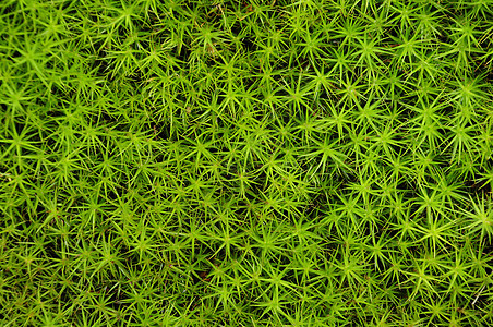 特写公主松树草底覆盖俱乐部绿色植物植物学花园植物群苔藓植被图片