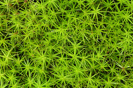 特写公主松树草底覆盖俱乐部植物群植物学花园植被苔藓绿色植物图片