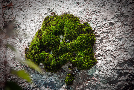 绿苔草潮湿岩石植物群植被生态植物石头地衣森林叶子图片