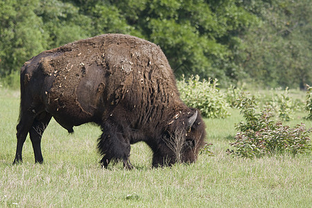 美国野牛野生动物水牛哺乳动物毛皮绿色家畜棕色动物男性图片