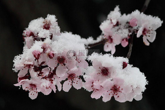 白雪中的粉红冬樱桃花图片