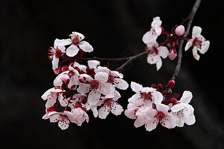 冬樱桃花植物白色锯齿樱桃花冬花樱桃花朵樱花粉红色图片