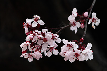 冬樱桃花植物白色锯齿樱桃花冬花樱桃花朵樱花粉红色背景图片