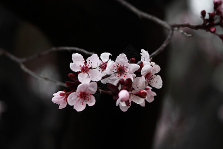 冬樱桃花冬花樱花樱桃花粉红色植物白色花朵锯齿樱桃图片