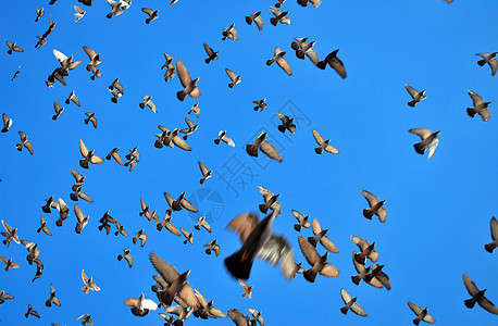 许多飞鸽自由热情白色鸟类野生动物生活团体鸽子航班蓝色图片