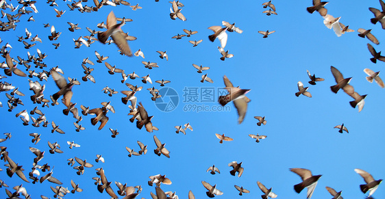 许多飞鸽热情鸽子天空自由生活鸟类蓝色白色野生动物航班图片