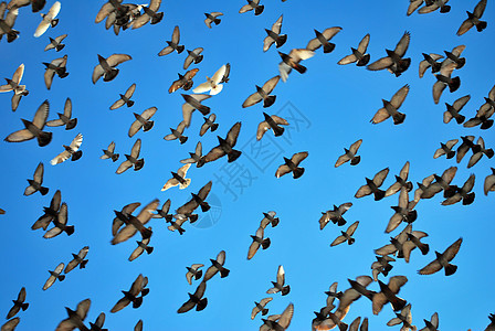 许多飞鸽天空热情鸽子团体白色生活自由鸟类蓝色野生动物图片