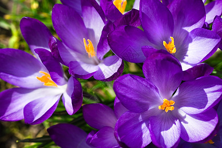 紫花冠上的春光图片