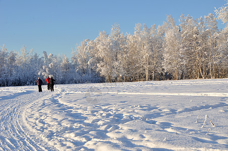 阿拉斯加冬季期间多用途娱乐轨迹机器奶制品踪迹滑雪荒野场地雪橇野生动物奶精森林图片