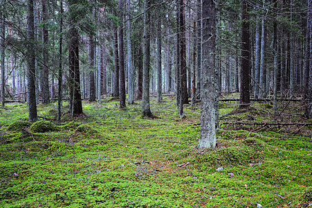隐藏森林苔藓树干木材环境季节针叶国家风景松树木头图片