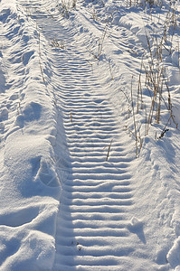 在阿拉斯加冬季 雪车在农场田间行走图片