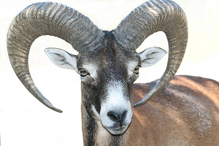 mouflon 货币农业白色野生动物动物山羊盘羊哺乳动物家畜图片