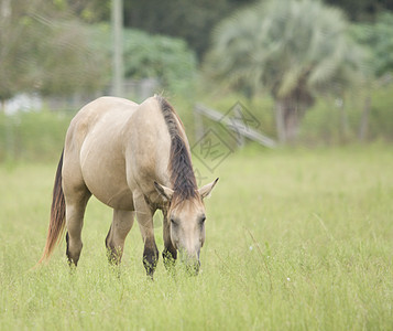 棕色马匹放牧场地马术哺乳动物黑色农村尾巴鬃毛绿色图片