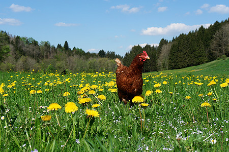 汉内牧场食物公鸡农家院场地鸟类花朵动物农业栅栏图片