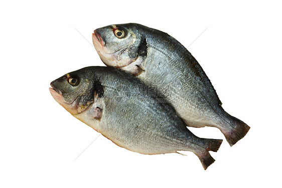 两条生的底尼斯鱼 孤立在白色上图片