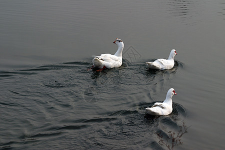 动物 家养鸡 鸭鸭子池塘山涧白色网络公主家禽食物图片