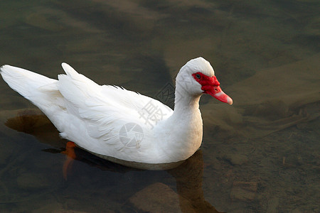 动物 家养鸡 鸭山涧网络家禽食物白色池塘公主鸭子图片