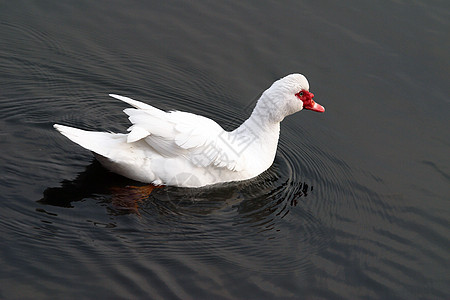 动物 家养鸡 鸭公主鸭子白色食物网络池塘山涧家禽图片