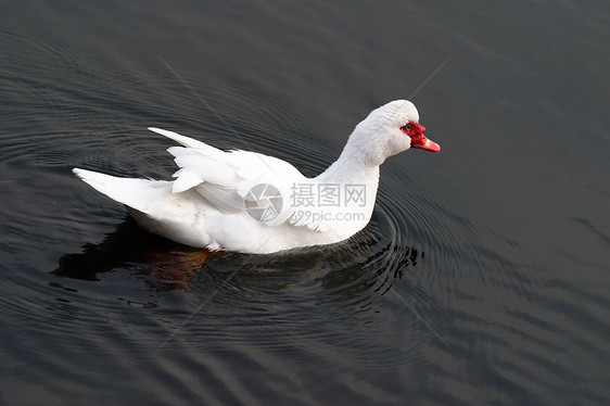 动物 家养鸡 鸭公主鸭子白色食物网络池塘山涧家禽图片