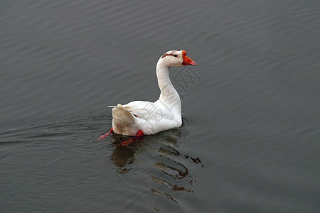 动物 家养鸡 鸭鸭子家禽网络公主白色食物山涧池塘图片