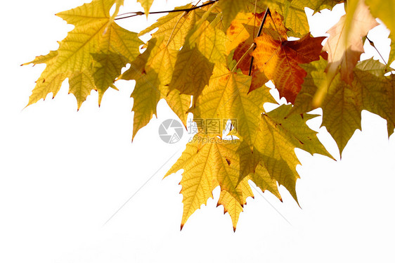 植物 树 中国阳伞树叶肤色梧桐季节宏观调控特征作品本赛季红色黄色叶子图片