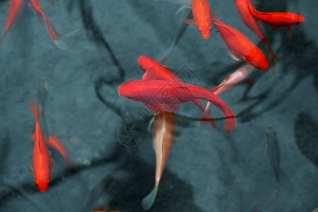日本红鱼图片