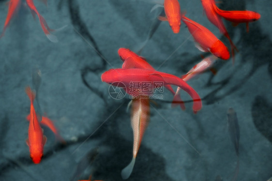 日本红鱼图片