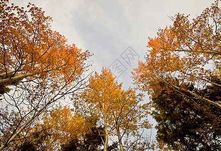 加拿大马尼托巴省秋秋秋彩色树森林公园黄色棕色生长环境红色植物叶子植物群图片