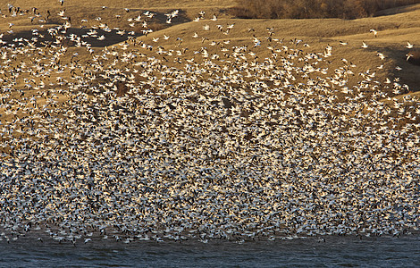 加拿大湖上的雪鹅白色迁移航班黑色场地空气移民荒野天空鸭子图片