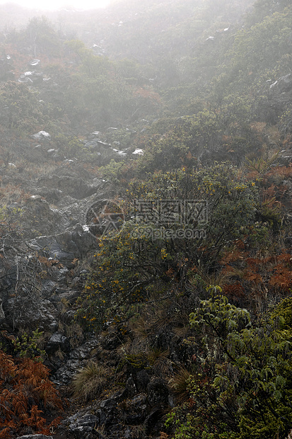 福吉早上来电木头风景蓝色植物公园阳光农村薄雾叶子阴霾图片