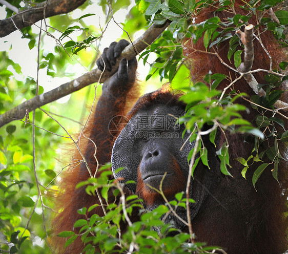 奥兰古坦的成年男性红褐色哺乳动物猿猴人科动物原始人猩猩雨林智力森林图片
