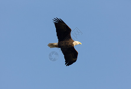 Hecla岛马尼托巴的Bald Eagle猎物速度自由野生动物蓝色航班羽毛天空荒野捕食者图片