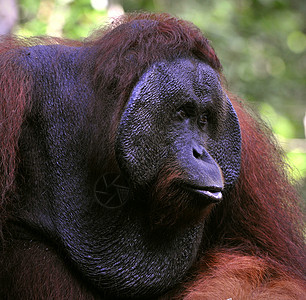 奥兰古坦的成年男性丛林猿猴人科侏儒灵长类成人野生动物原始人红褐色情感图片