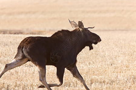 在草原野外奔跑的年轻公牛驼鹿鹿角牛角图片