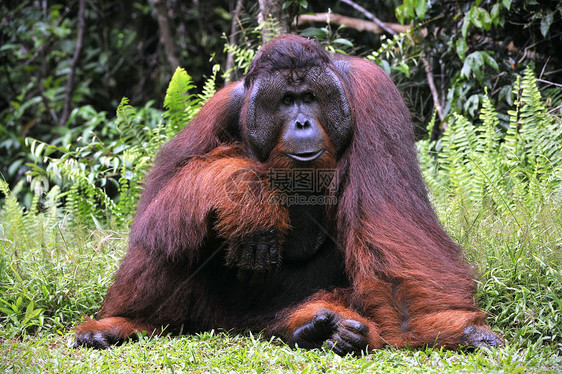 奥兰古坦的成年男性动物人科成人红褐色猿猴侏儒灵长类荒野森林丛林图片