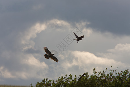 鹰和乌鸦在飞行中图片