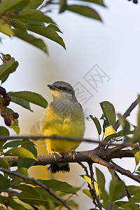 萨斯喀彻温西部Kingbird婴儿栖息地动物野生动物保护新世界动物群食虫者荒野栖息水平图片