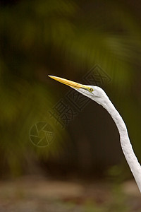 佛罗里达大Egret水平白鹭荒野沼泽栖息地动物动物群白色野生动物新世界图片