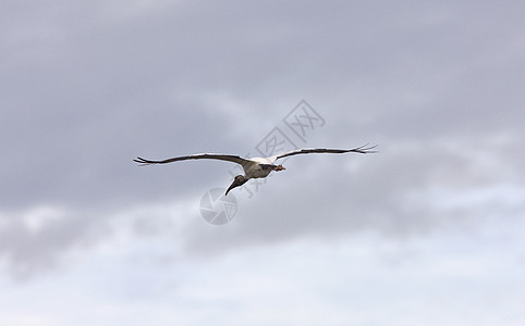 Wood Stork 飞越佛罗里达水域图片