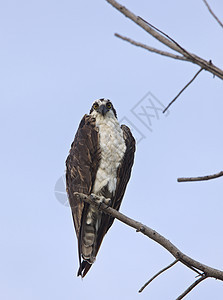 Osprey 粘贴在光的分支上图片