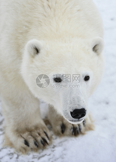 北极熊海事危险食肉生物旅行哺乳动物爪子野生动物荒野天气图片