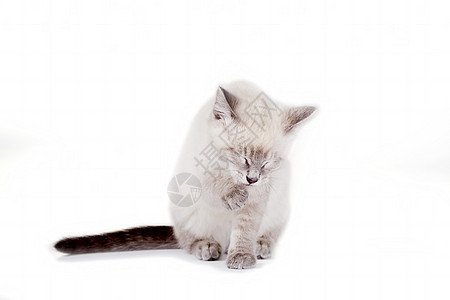 美丽的蓝眼小猫 白的被孤立毛皮宠物打扫猫咪蓝色猫科眼睛白色动物图片